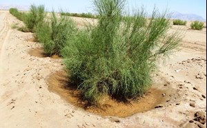 بیابان‌زدایی در ۶۰ هزار هکتار کانون ریزگرد خوزستان