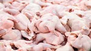 خرید حمایتی مرغ به بیش از ۲۱ هزارتن رسید