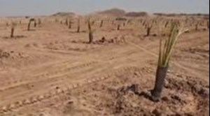 احداث اولین نخلستان محرومیتزدایی کشور در خوزستان با هدف کاشت ۴۰۰۰ نخل تا پایان سال