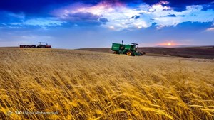 استان خوزستان در صدر خرید تضمینی گندم